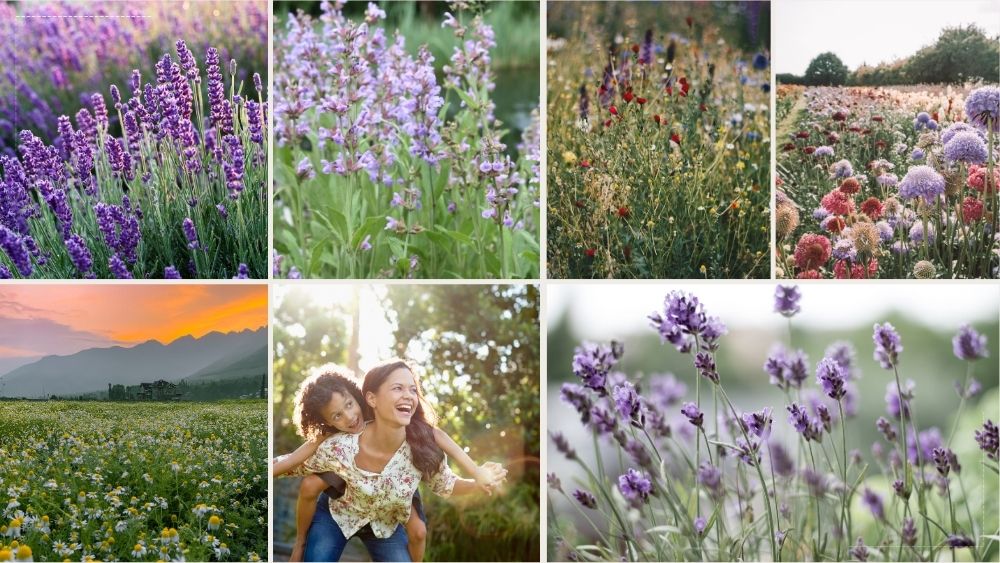 Collage of various scenes including lavender fields, a sunset, and people enjoying nature.