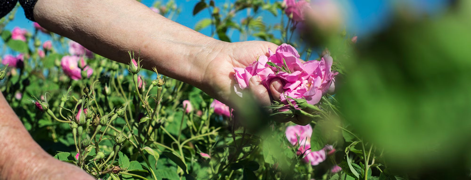 Hand holding pink flowers amidst green foliage with a blurred background