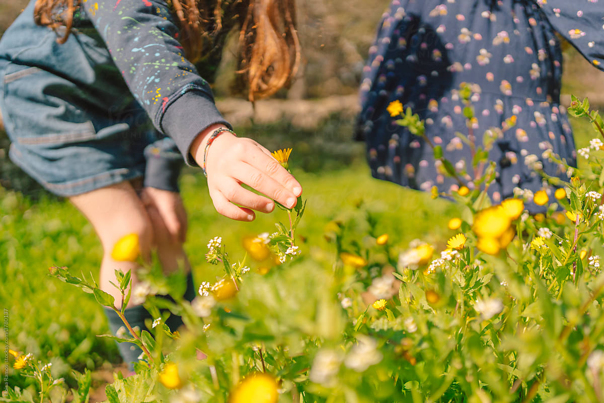 Two children in a field of flowers, with one child reaching out to touch the flowers.