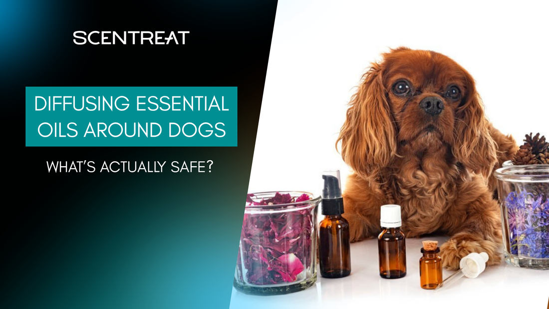 scentreat-diffusing-essential-oils-around-dogs-1