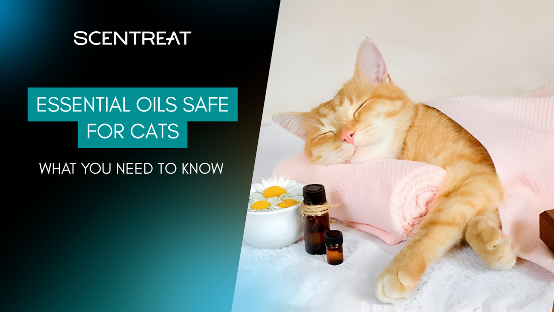 scentreat-essential-oils-safe-for-cats-1