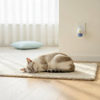 Cat sleeping on a rug near a plug-in cat calming diffuser