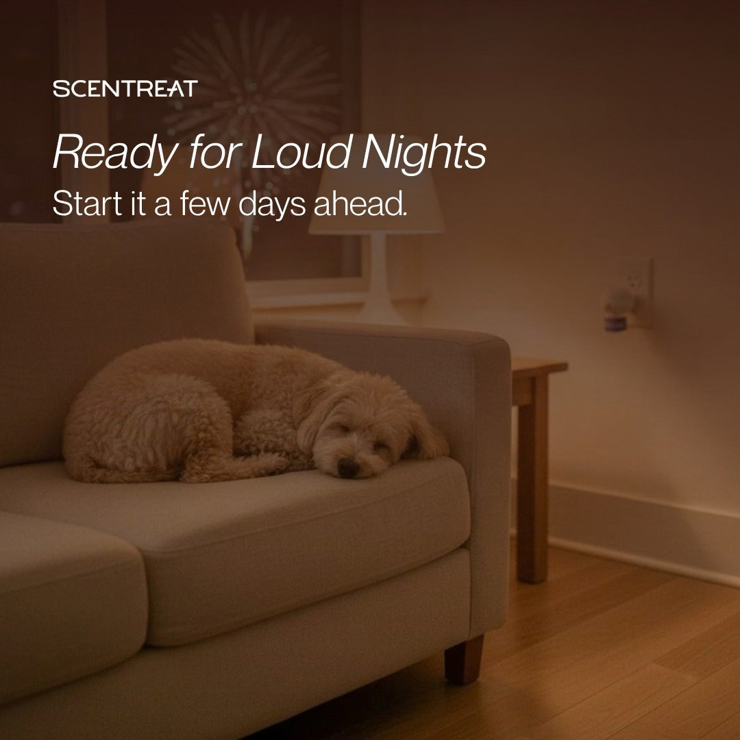 Dog calming diffuser for fireworks nights, dog asleep on the sofa