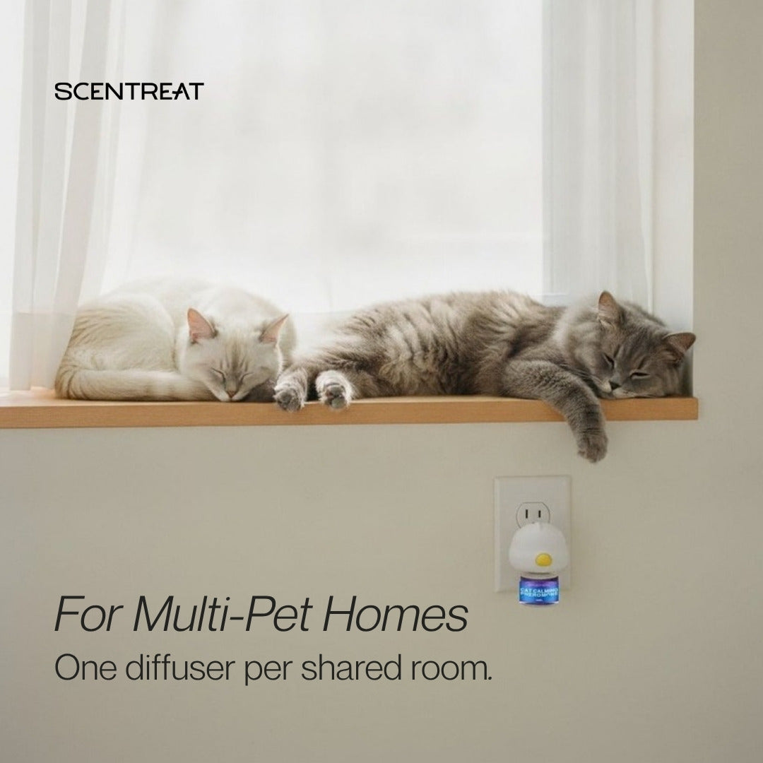 Calming diffuser for multi-pet homes, two cats above a plugged-in diffuser