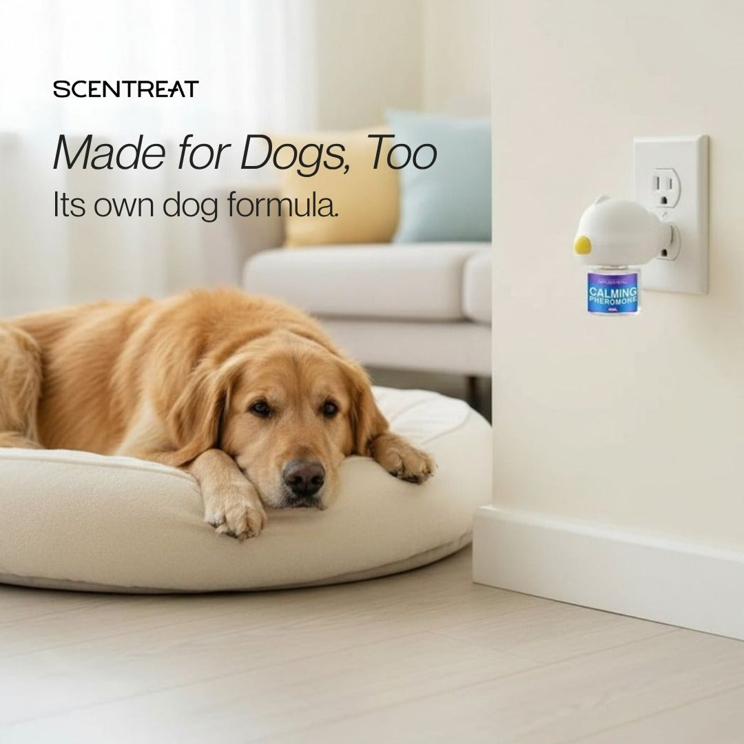Dog calming diffuser with its own dog formula, plugged in beside a golden retriever