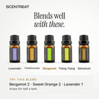 Bergamot essential oil blends well with Lavender, Frankincense, Ylang Ylang