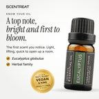 Eucalyptus essential oil (Eucalyptus globulus), a top note