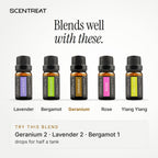 Geranium essential oil blends well with Lavender, Bergamot, Rose