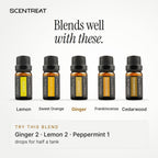 Ginger essential oil blends well with Lemon, Sweet Orange, Frankincense
