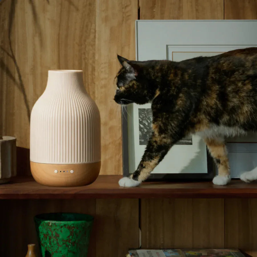 Ceramic diffuser on a wooden shelf beside a tortoiseshell cat